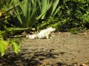 Marine Park Tobago Cays Karibik